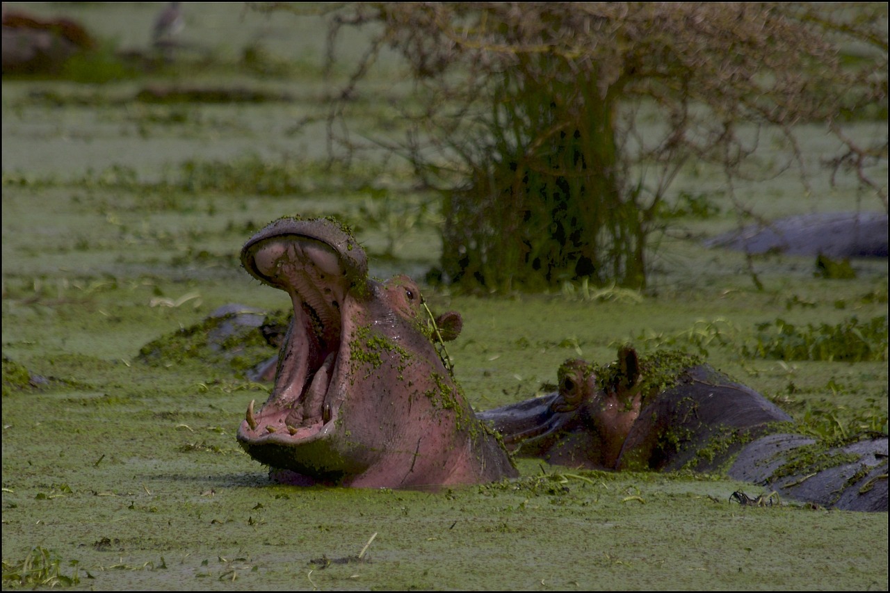 hippo-i