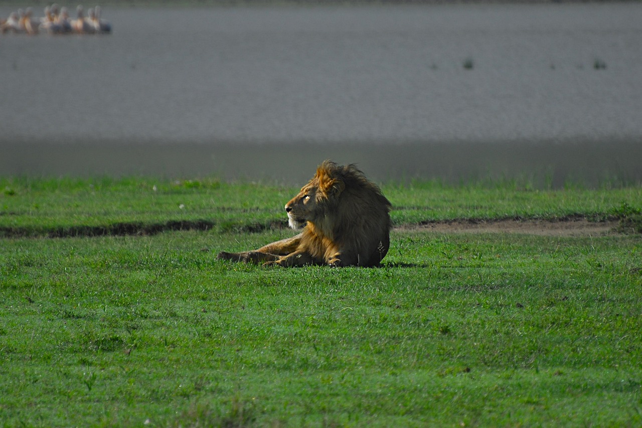lion-nature