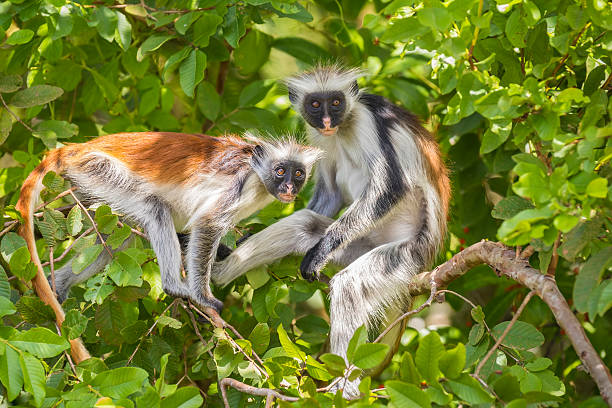 zanzibar mnyama